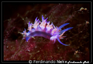 Flabellina affinis. by Ferdinando Meli 
